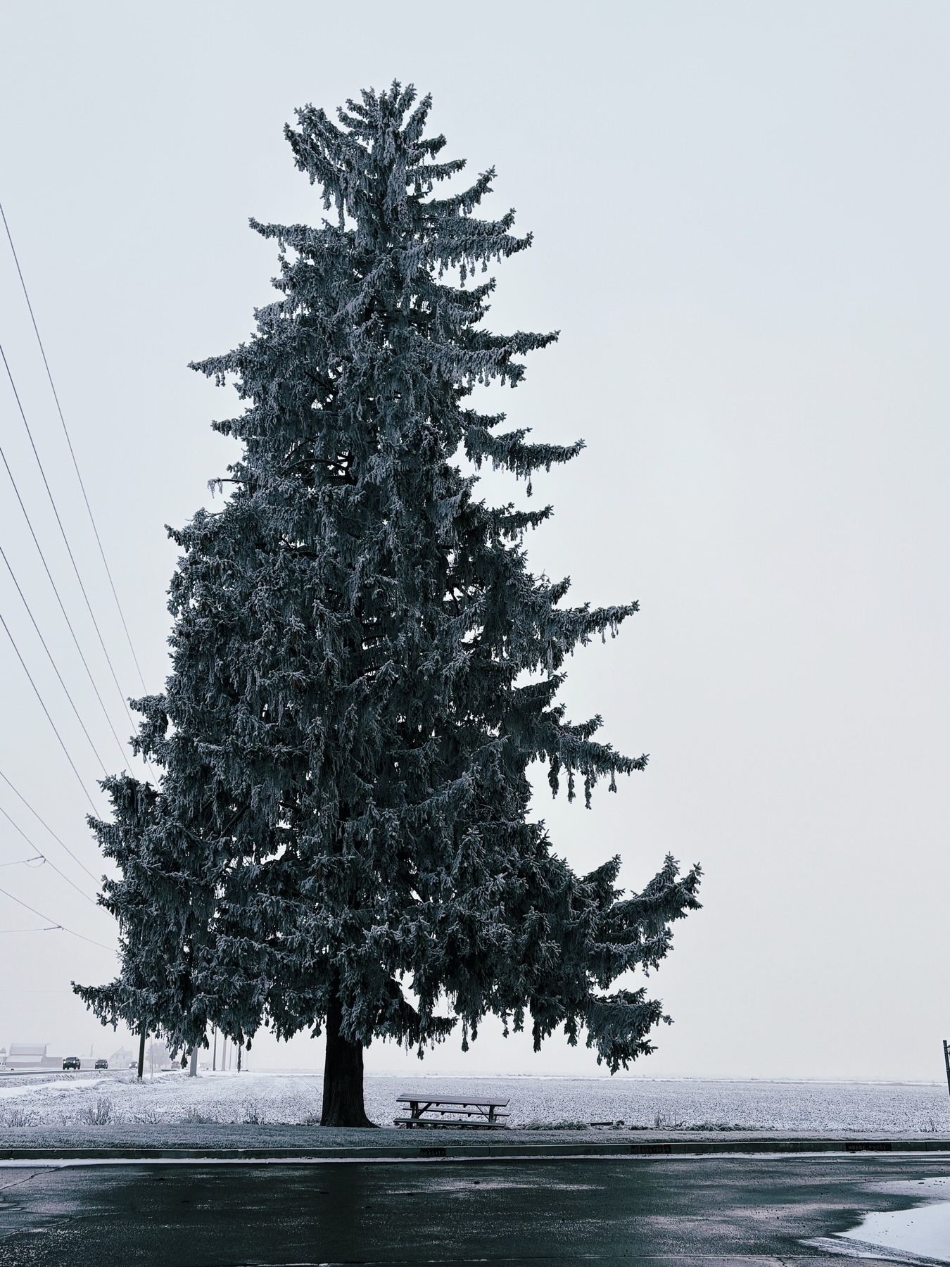 A large conifer tree stands on a snowy landscape next to a road. A wooden picnic table is beneath the tree. Overhead power lines are visible on the left side of the image. The sky is overcast, creating a muted atmosphere.