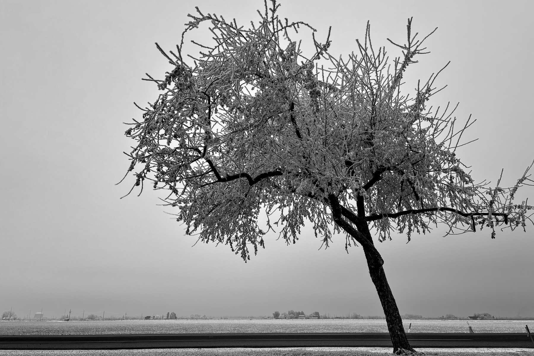 A black and white photo of a bare tree covered in frost, standing by a rural road with a flat, snow-dusted landscape in the background. The sky is overcast, creating a stark contrast with the foreground.