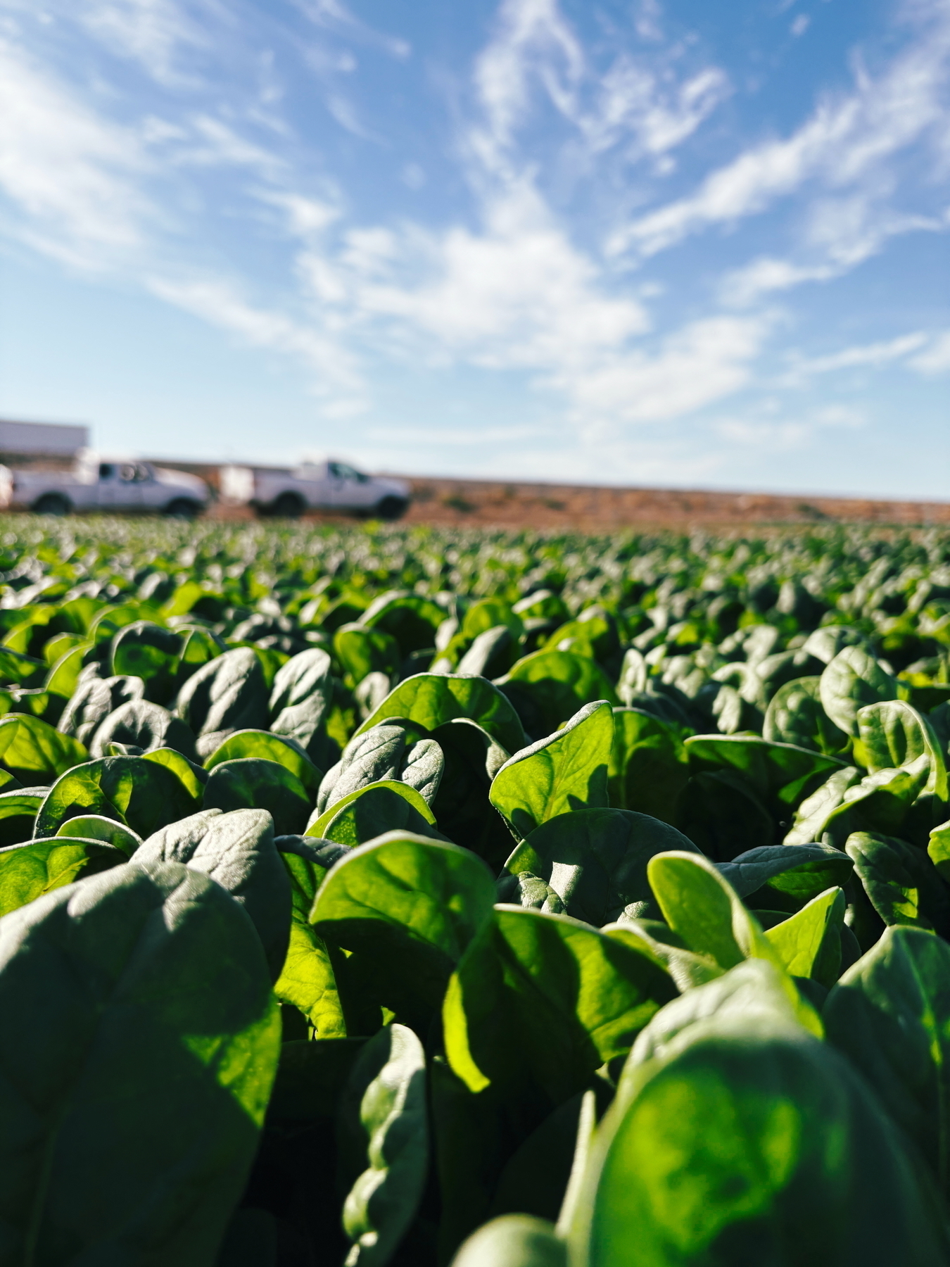 Close-up of vibrant green spinach leaves in a field under a blue sky with scattered clouds. In the background, two white trucks are slightly blurred.