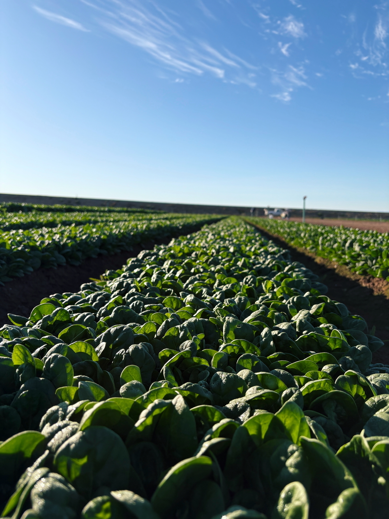 A lush field of leafy green plants, likely spinach, under a clear blue sky with wispy clouds. The plants are arranged in neat rows, suggesting agricultural cultivation.